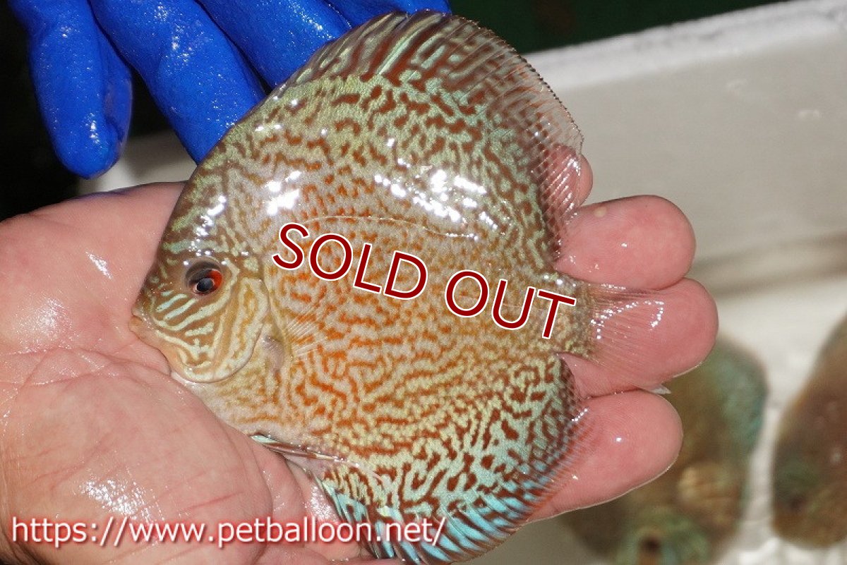 画像1: 【ディスカス】【通販】スポテッドロイヤルブルーサクラ（ハイフォーム）【個体販売】11cm（生体）マレーシア　NAディスカスファーム (1)