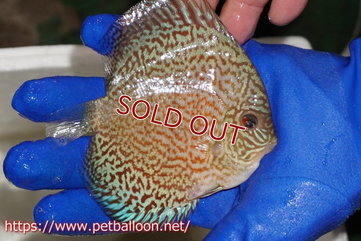 画像2: 【ディスカス】【通販】スポテッドロイヤルブルーサクラ（ハイフォーム）【個体販売】11cm（生体）マレーシア　NAディスカスファーム (2)