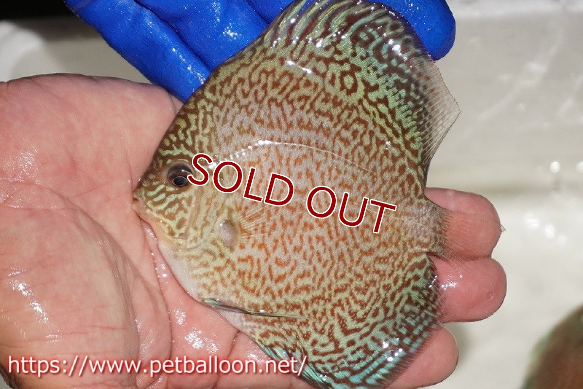 画像1: 【ディスカス】【通販】スポテッドロイヤルブルーサクラ（ハイフォーム）【個体販売】9cm（生体）マレーシア　NAディスカスファーム (1)