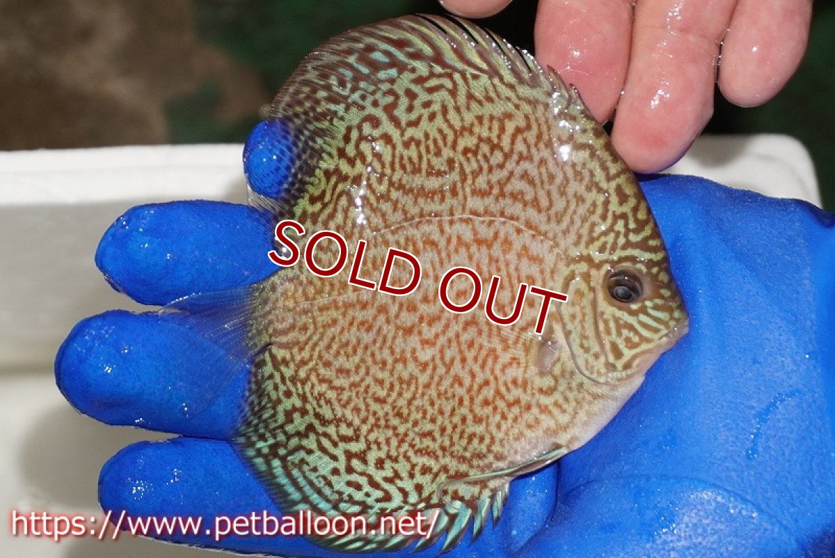 画像2: 【ディスカス】【通販】スポテッドロイヤルブルーサクラ（ハイフォーム）【個体販売】9cm（生体）マレーシア　NAディスカスファーム (2)