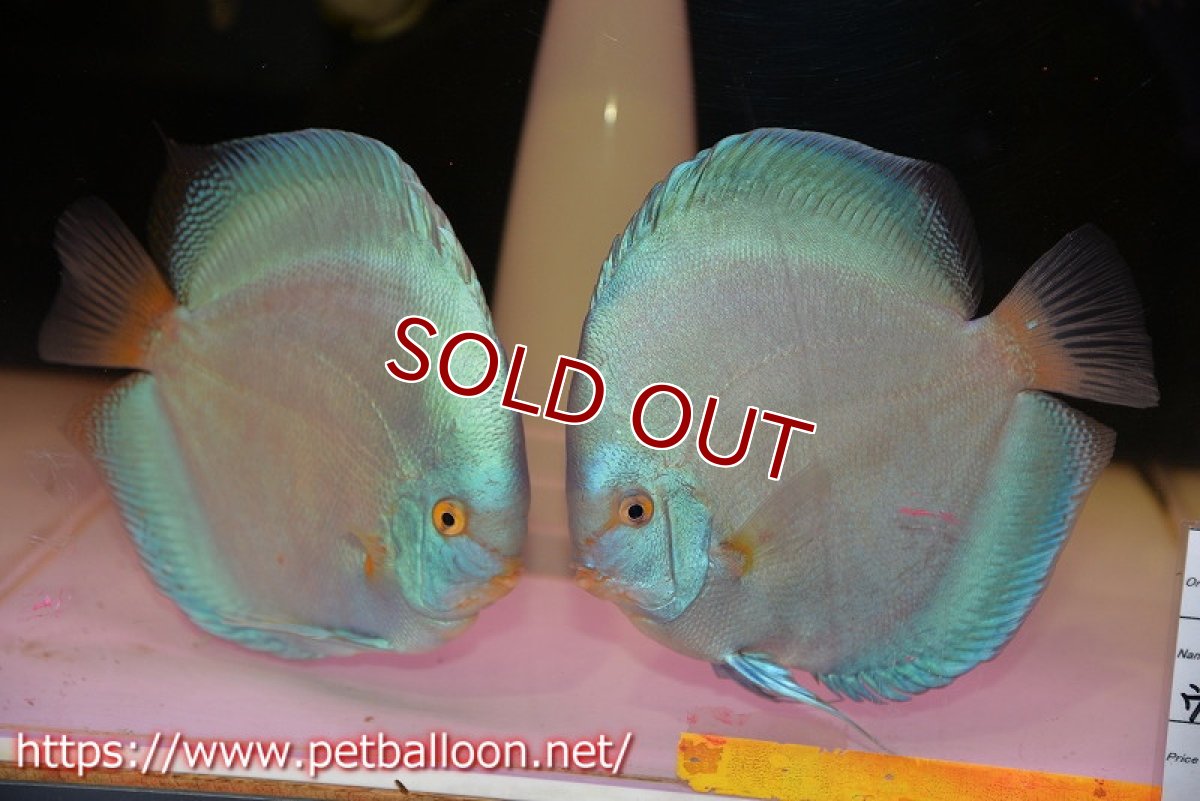 画像1: 【ディスカス】【通販】【激レア　XXXLサイズ】ウルトラジャイアントフルカバーコバルト（ハイフォーム）【個体ペア販売】19-20cm（生体）マレーシア　NAディスカスファーム (1)