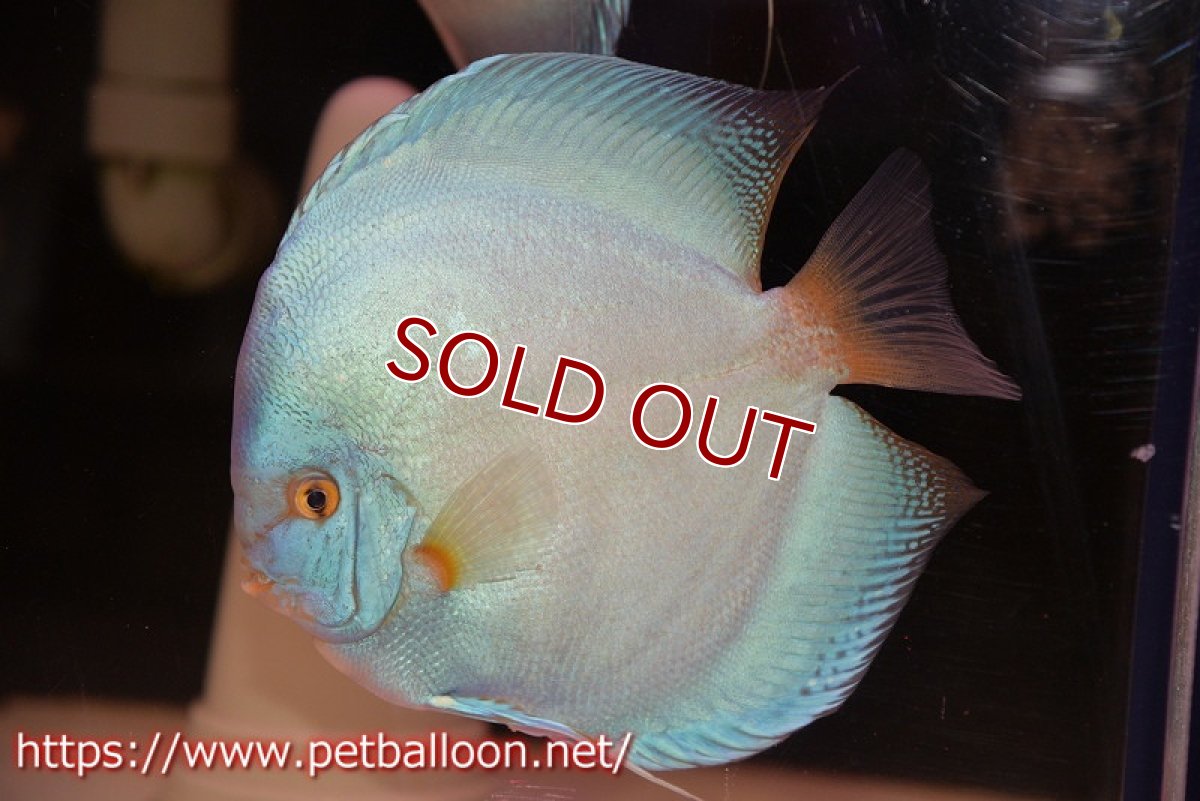 画像2: 【ディスカス】【通販】【激レア　XXXLサイズ】ウルトラジャイアントフルカバーコバルト（ハイフォーム）【個体ペア販売】19-20cm（生体）マレーシア　NAディスカスファーム (2)