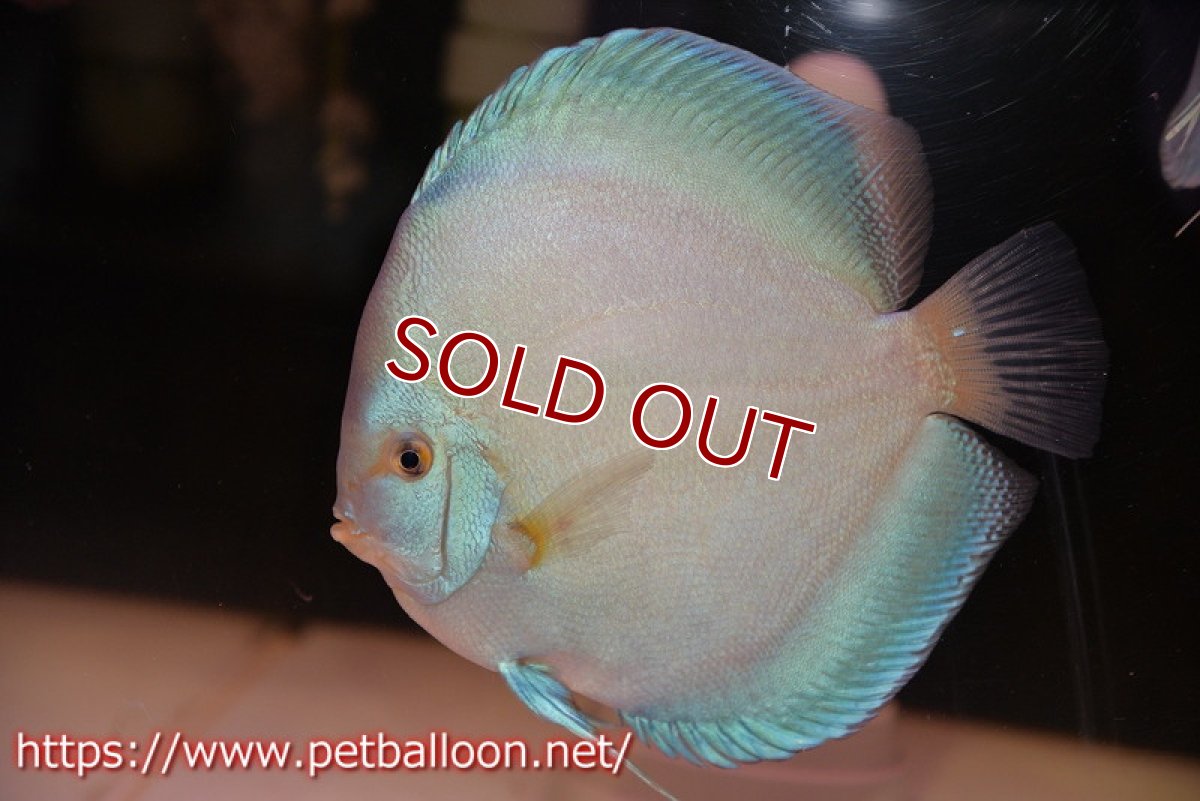 画像5: 【ディスカス】【通販】【激レア　XXXLサイズ】ウルトラジャイアントフルカバーコバルト（ハイフォーム）【個体ペア販売】19-20cm（生体）マレーシア　NAディスカスファーム (5)