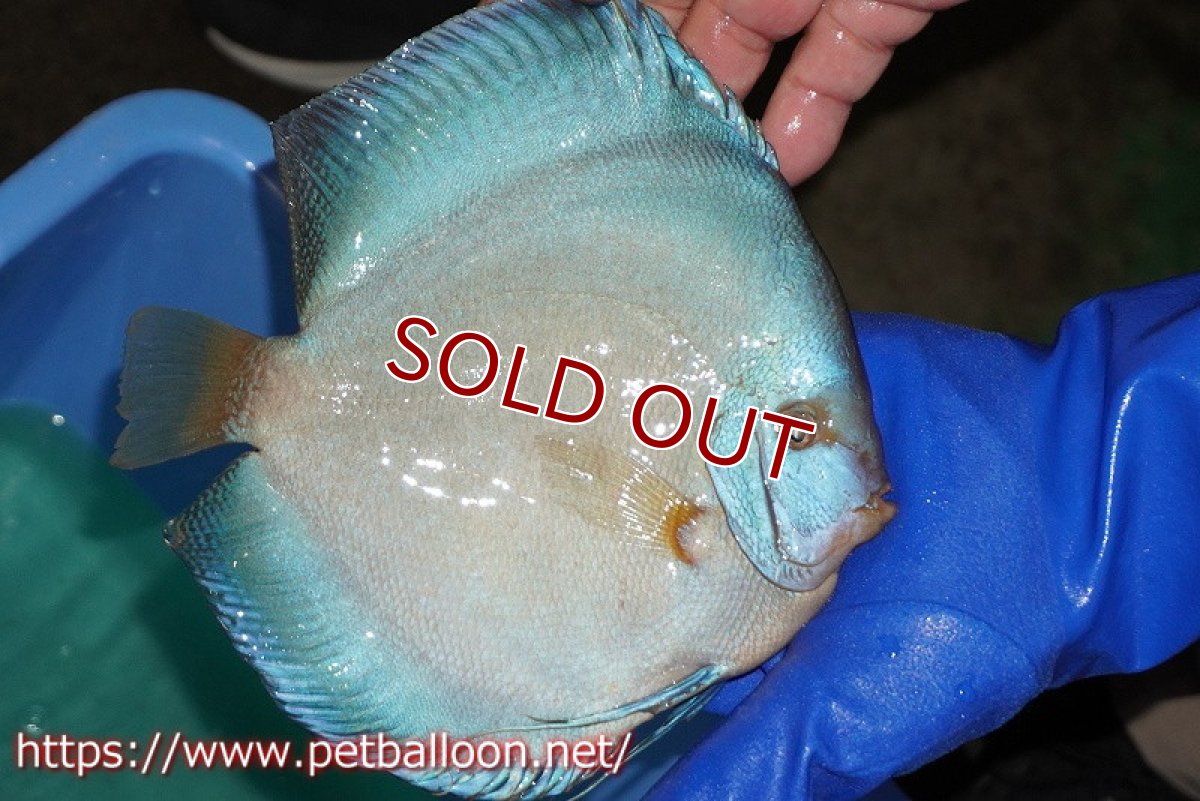 画像7: 【ディスカス】【通販】【激レア　XXXLサイズ】ウルトラジャイアントフルカバーコバルト（ハイフォーム）【個体ペア販売】19-20cm（生体）マレーシア　NAディスカスファーム (7)