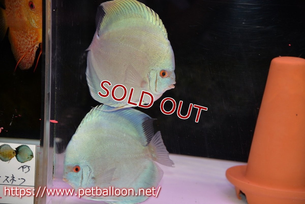 画像1: 【ディスカス】【通販】ハイボディスーパーブルーダイヤモンド【個体ペア販売】15-16cm（生体）【マレーシア　PERMAI KENCANAディスカスファーム　Winson氏　】 (1)