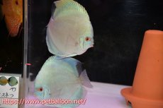 画像1: 【ディスカス】【通販】ハイボディスーパーブルーダイヤモンド【個体ペア販売】15-16cm（生体）【マレーシア　PERMAI KENCANAディスカスファーム　Winson氏　】 (1)
