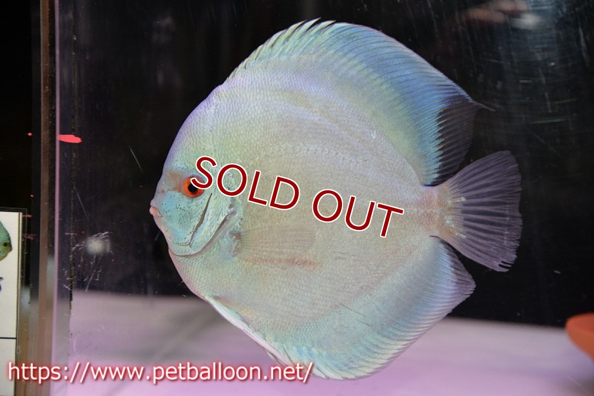画像2: 【ディスカス】【通販】ハイボディスーパーブルーダイヤモンド【個体ペア販売】15-16cm（生体）【マレーシア　PERMAI KENCANAディスカスファーム　Winson氏　】 (2)