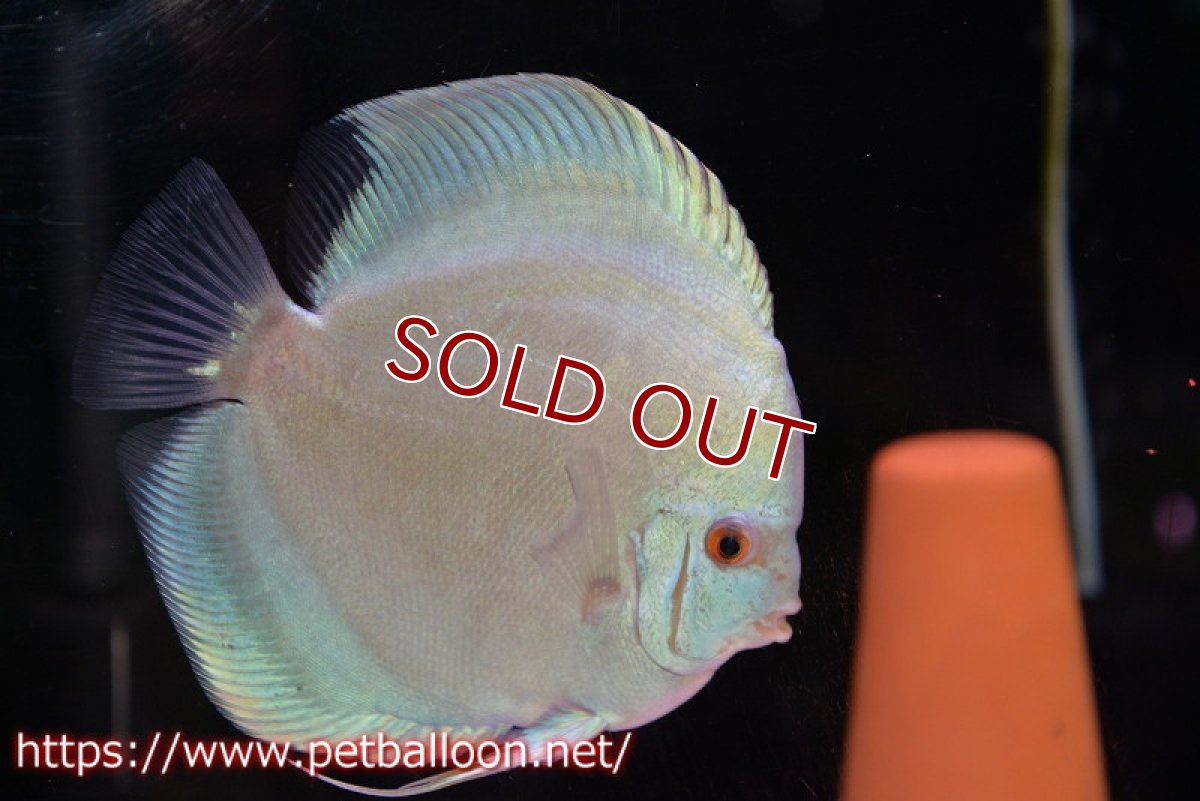 画像3: 【ディスカス】【通販】ハイボディスーパーブルーダイヤモンド【個体ペア販売】15-16cm（生体）【マレーシア　PERMAI KENCANAディスカスファーム　Winson氏　】 (3)