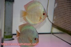 画像1: 【ディスカス】【通販】サクラブルーキングバイパー【個体ペア販売】14-15cm（生体）マレーシア　KLディスカスファーム (1)