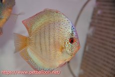 画像5: 【ディスカス】【通販】サクラブルーキングバイパー【個体ペア販売】14-15cm（生体）マレーシア　KLディスカスファーム (5)