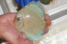 画像1: 【ディスカス】【通販】スポテッドロイヤルブルーサクラ（ハイフォーム）【個体販売】11cm（生体）マレーシア　NAディスカスファーム (1)