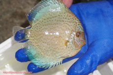 画像2: 【ディスカス】【通販】スポテッドロイヤルブルーサクラ（ハイフォーム）【個体販売】11cm（生体）マレーシア　NAディスカスファーム (2)