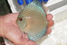 画像1: 【ディスカス】【通販】スポテッドロイヤルブルーサクラ（ハイフォーム）【個体販売】11cm（生体）マレーシア　NAディスカスファーム (1)