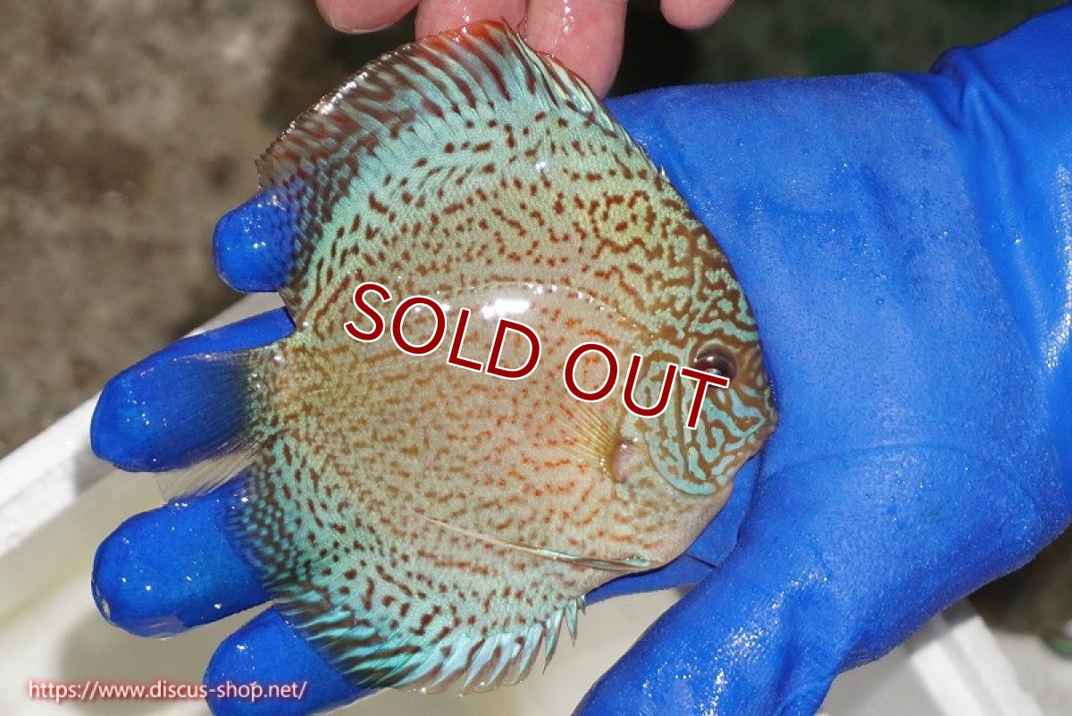 画像2: 【ディスカス】【通販】スポテッドロイヤルブルーサクラ（ハイフォーム）【個体販売】11cm（生体）マレーシア　NAディスカスファーム (2)