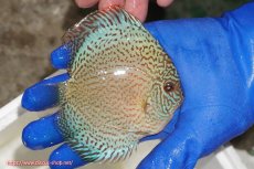 画像2: 【ディスカス】【通販】スポテッドロイヤルブルーサクラ（ハイフォーム）【個体販売】11cm（生体）マレーシア　NAディスカスファーム (2)