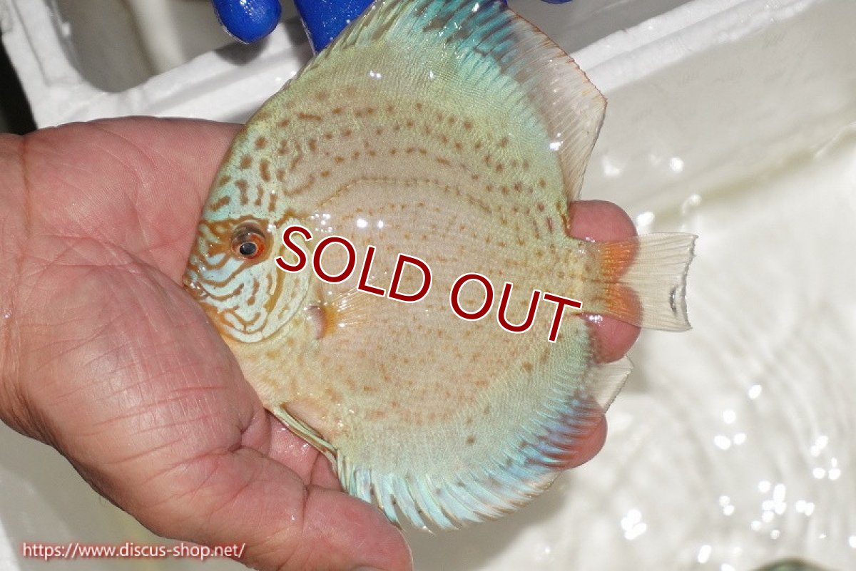 画像1: 【ディスカス】【通販】スポテッドロイヤルブルーサクラ（ハイフォーム）【個体販売】11cm（生体）マレーシア　NAディスカスファーム (1)