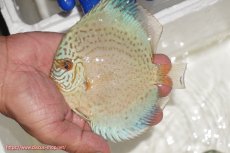 画像1: 【ディスカス】【通販】スポテッドロイヤルブルーサクラ（ハイフォーム）【個体販売】11cm（生体）マレーシア　NAディスカスファーム (1)