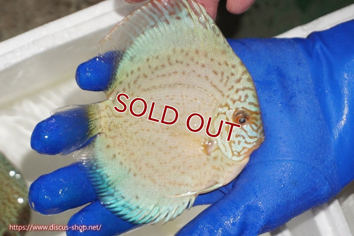 画像2: 【ディスカス】【通販】スポテッドロイヤルブルーサクラ（ハイフォーム）【個体販売】11cm（生体）マレーシア　NAディスカスファーム (2)