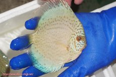 画像2: 【ディスカス】【通販】スポテッドロイヤルブルーサクラ（ハイフォーム）【個体販売】11cm（生体）マレーシア　NAディスカスファーム (2)