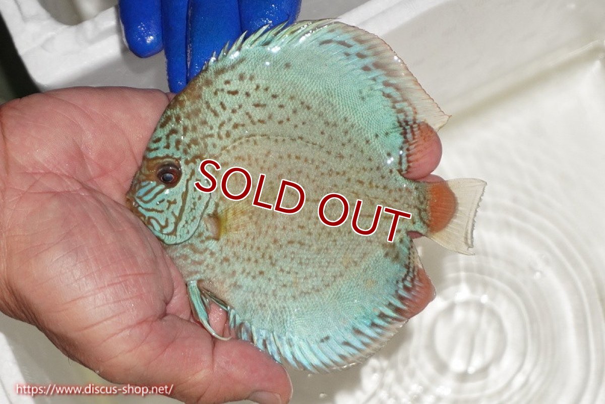 画像1: 【ディスカス】【通販】スポテッドロイヤルブルーサクラ（ハイフォーム）【個体販売】11cm（生体）マレーシア　NAディスカスファーム (1)