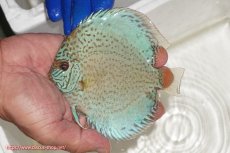 画像1: 【ディスカス】【通販】スポテッドロイヤルブルーサクラ（ハイフォーム）【個体販売】11cm（生体）マレーシア　NAディスカスファーム (1)