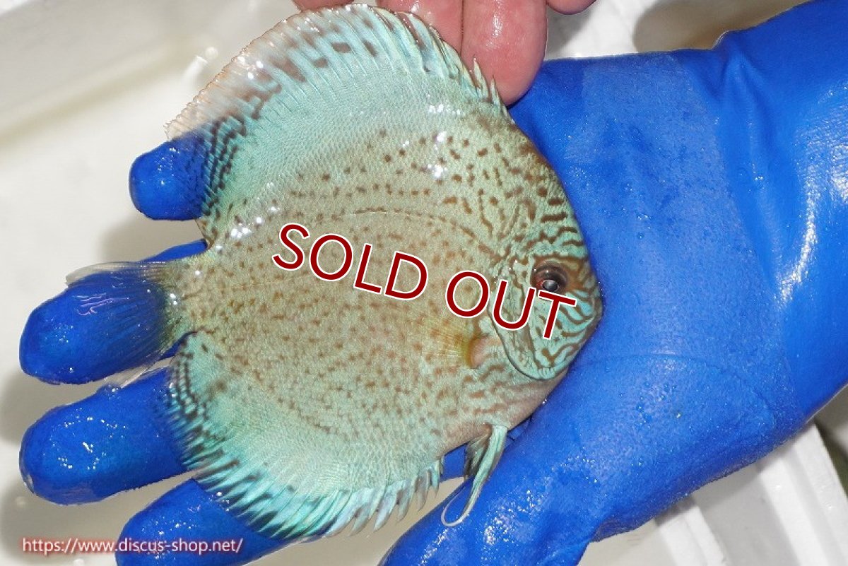 画像2: 【ディスカス】【通販】スポテッドロイヤルブルーサクラ（ハイフォーム）【個体販売】11cm（生体）マレーシア　NAディスカスファーム (2)