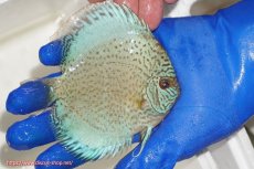 画像2: 【ディスカス】【通販】スポテッドロイヤルブルーサクラ（ハイフォーム）【個体販売】11cm（生体）マレーシア　NAディスカスファーム (2)