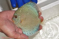 画像1: 【ディスカス】【通販】スポテッドロイヤルブルーサクラ（ハイフォーム）【個体販売】11cm（生体）マレーシア　NAディスカスファーム (1)