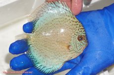 画像2: 【ディスカス】【通販】スポテッドロイヤルブルーサクラ（ハイフォーム）【個体販売】11cm（生体）マレーシア　NAディスカスファーム (2)