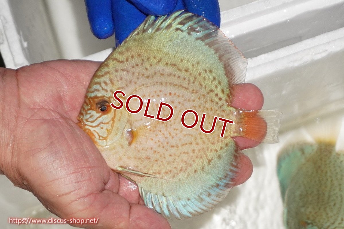 画像1: 【ディスカス】【通販】スポテッドロイヤルブルーサクラ（ハイフォーム）【個体販売】11cm（生体）マレーシア　NAディスカスファーム (1)