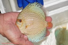 画像1: 【ディスカス】【通販】スポテッドロイヤルブルーサクラ（ハイフォーム）【個体販売】11cm（生体）マレーシア　NAディスカスファーム (1)