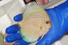 画像2: 【ディスカス】【通販】スポテッドロイヤルブルーサクラ（ハイフォーム）【個体販売】11cm（生体）マレーシア　NAディスカスファーム (2)