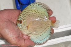 画像1: 【ディスカス】【通販】アルタムロイヤルブリリアント（ハイフォーム ラインパターン）【個体販売】11cm（生体）マレーシア　NAディスカスファーム (1)