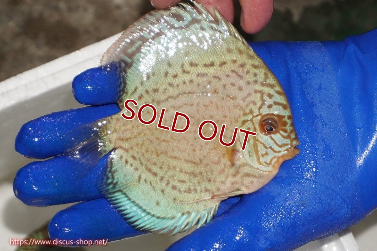 画像2: 【ディスカス】【通販】アルタムロイヤルブリリアント（ハイフォーム ラインパターン）【個体販売】11cm（生体）マレーシア　NAディスカスファーム (2)