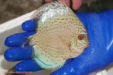 画像2: 【ディスカス】【通販】アルタムロイヤルブリリアント（ハイフォーム ラインパターン）【個体販売】11cm（生体）マレーシア　NAディスカスファーム (2)