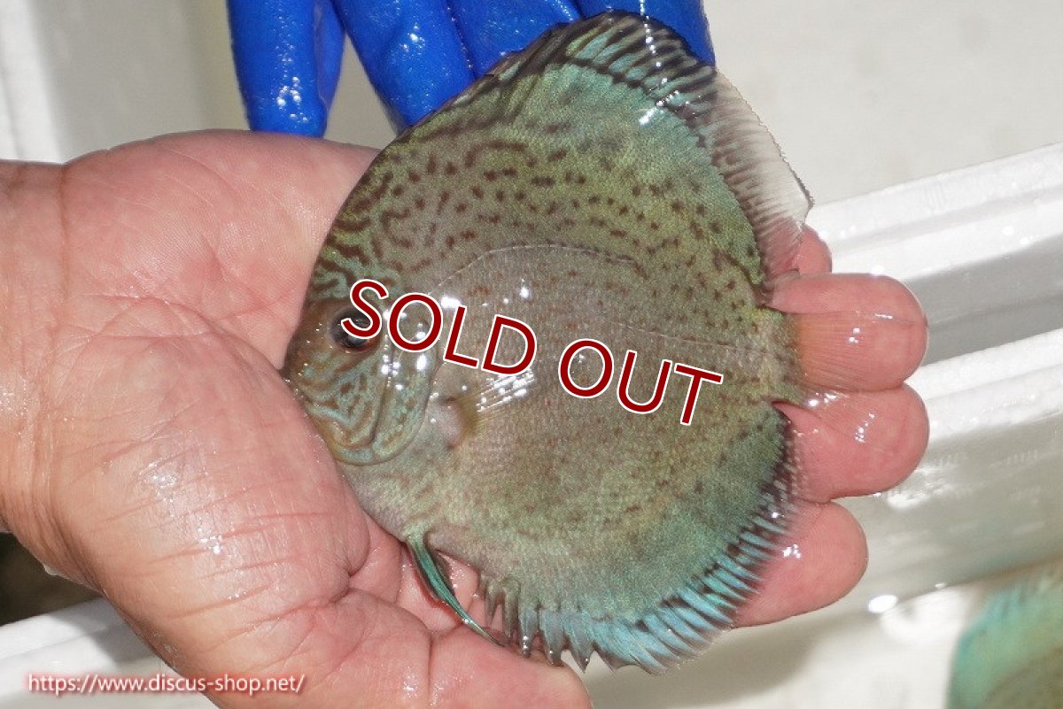 画像1: 【ディスカス】【通販】アルタムロイヤルブリリアント（ハイフォーム ラインパターン）【個体販売】11cm（生体）マレーシア　NAディスカスファーム (1)