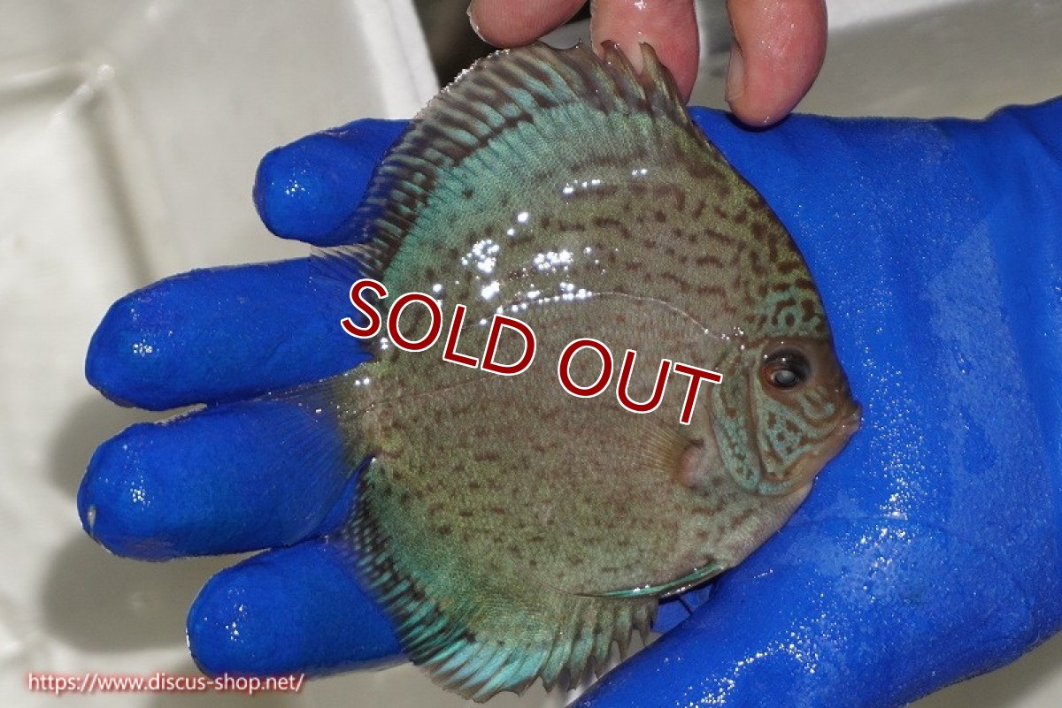 画像2: 【ディスカス】【通販】アルタムロイヤルブリリアント（ハイフォーム ラインパターン）【個体販売】11cm（生体）マレーシア　NAディスカスファーム (2)