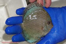 画像2: 【ディスカス】【通販】アルタムロイヤルブリリアント（ハイフォーム ラインパターン）【個体販売】11cm（生体）マレーシア　NAディスカスファーム (2)