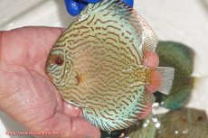 画像1: 【ディスカス】【通販】アルタムロイヤルブリリアント（ハイフォーム ワームパターン）【個体販売】11cm（生体）マレーシア　NAディスカスファーム (1)