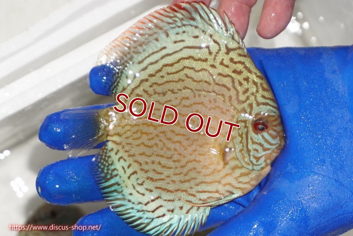 画像2: 【ディスカス】【通販】アルタムロイヤルブリリアント（ハイフォーム ワームパターン）【個体販売】11cm（生体）マレーシア　NAディスカスファーム (2)