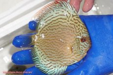 画像2: 【ディスカス】【通販】アルタムロイヤルブリリアント（ハイフォーム ワームパターン）【個体販売】11cm（生体）マレーシア　NAディスカスファーム (2)