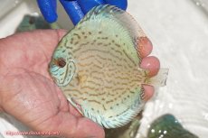 画像1: 【ディスカス】【通販】アルタムロイヤルブリリアント（ハイフォーム ワームパターン）【個体販売】11cm（生体）マレーシア　NAディスカスファーム (1)