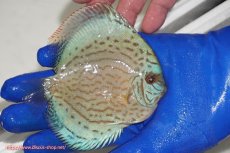 画像2: 【ディスカス】【通販】アルタムロイヤルブリリアント（ハイフォーム ワームパターン）【個体販売】11cm（生体）マレーシア　NAディスカスファーム (2)