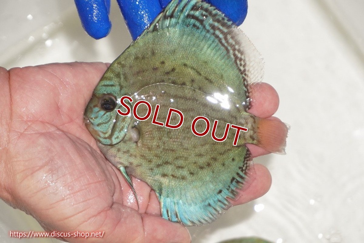画像1: 【ディスカス】【通販】アルタムロイヤルブリリアント（ハイフォーム ワームパターン）【個体販売】11cm（生体）マレーシア　NAディスカスファーム (1)