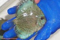 画像2: 【ディスカス】【通販】アルタムロイヤルブリリアント（ハイフォーム ワームパターン）【個体販売】11cm（生体）マレーシア　NAディスカスファーム (2)