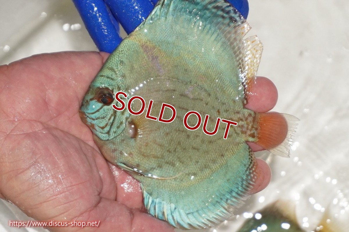 画像1: 【ディスカス】【通販】アルタムロイヤルブリリアント（ハイフォーム ワームパターン）【個体販売】11cm（生体）マレーシア　NAディスカスファーム (1)