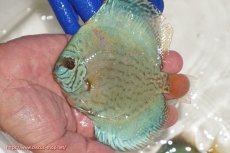 画像1: 【ディスカス】【通販】アルタムロイヤルブリリアント（ハイフォーム ワームパターン）【個体販売】11cm（生体）マレーシア　NAディスカスファーム (1)