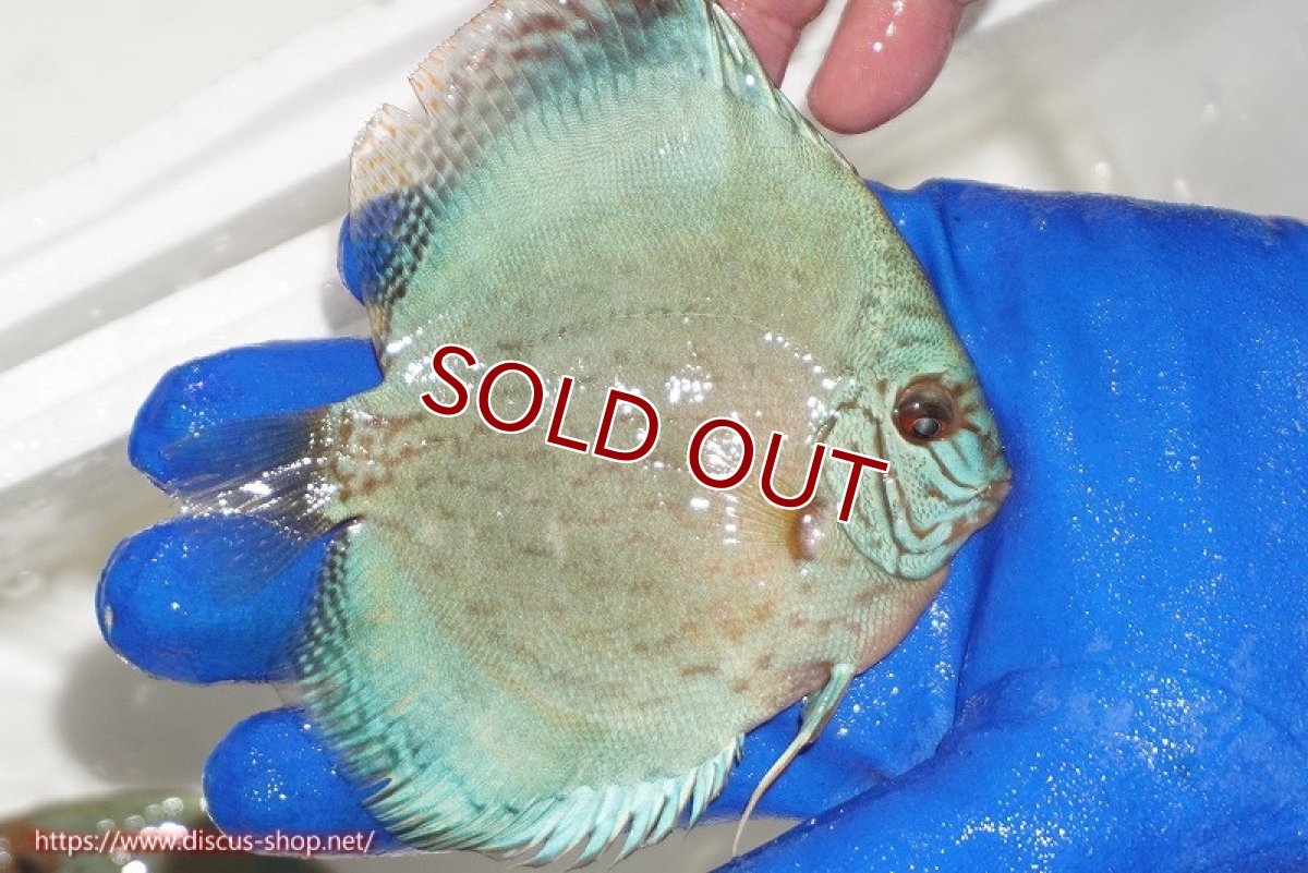 画像2: 【ディスカス】【通販】アルタムロイヤルブリリアント（ハイフォーム ワームパターン）【個体販売】11cm（生体）マレーシア　NAディスカスファーム (2)