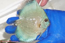 画像2: 【ディスカス】【通販】アルタムロイヤルブリリアント（ハイフォーム ワームパターン）【個体販売】11cm（生体）マレーシア　NAディスカスファーム (2)