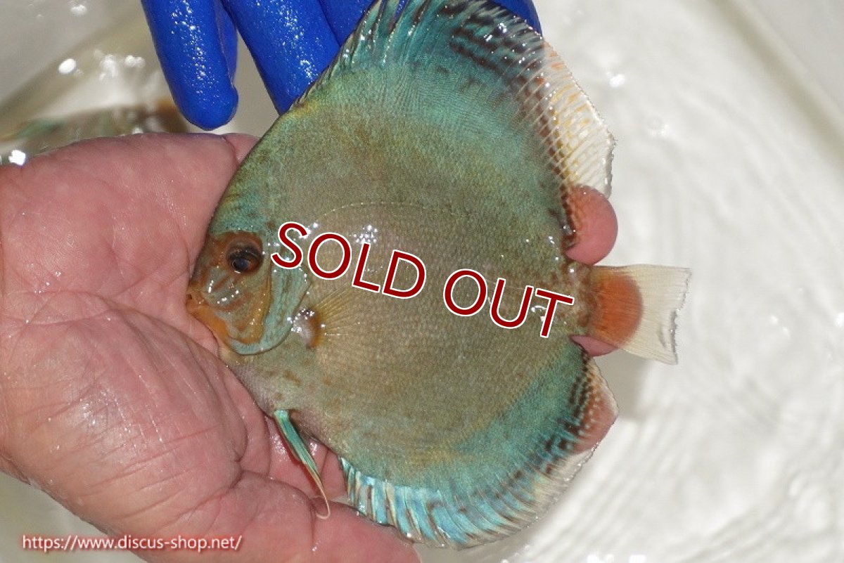 画像1: 【ディスカス】【通販】アルタムロイヤルブリリアント（ハイフォーム ワームパターン）【個体販売】11cm（生体）マレーシア　NAディスカスファーム (1)